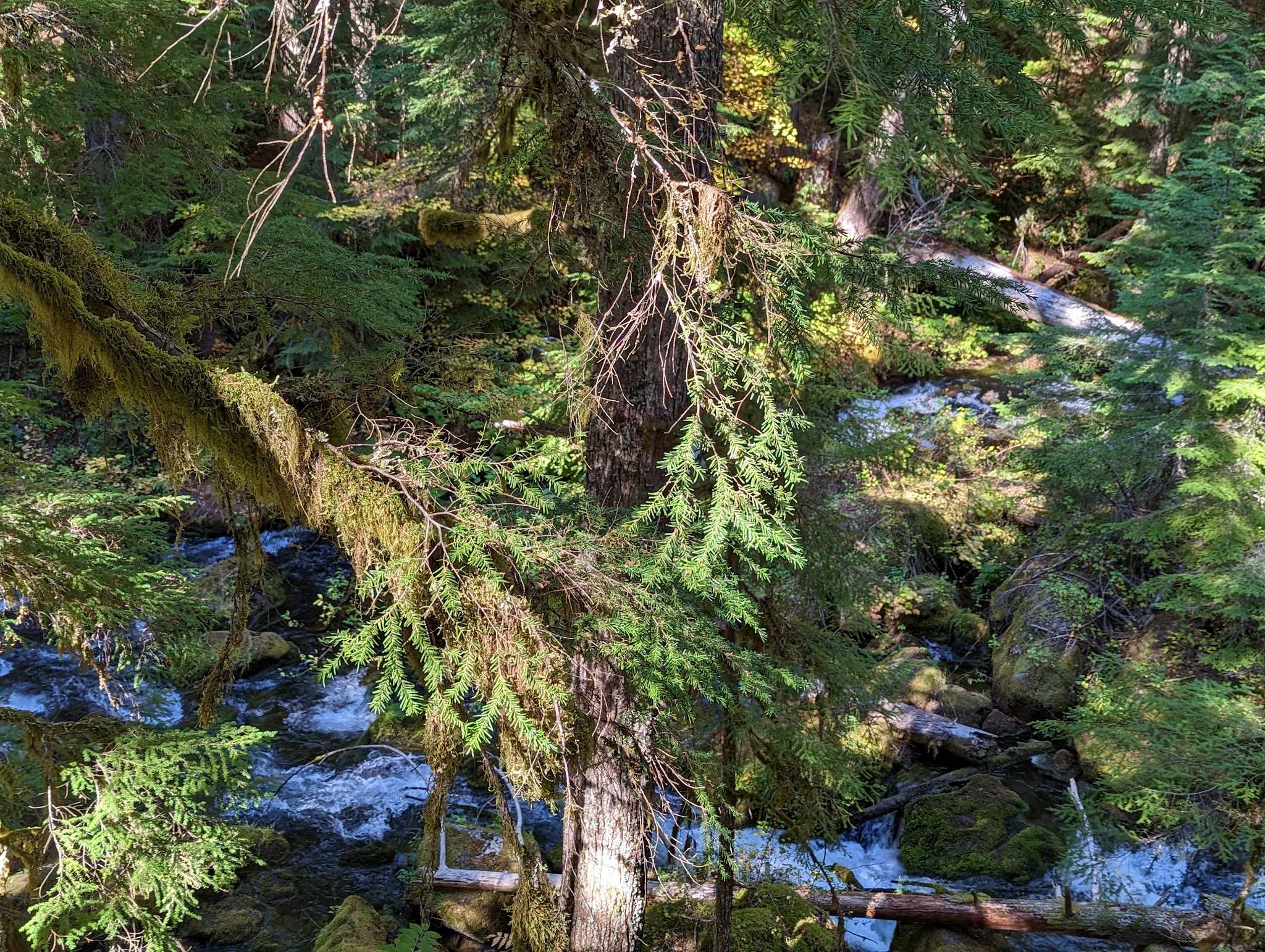 Whitehorse Falls Campground