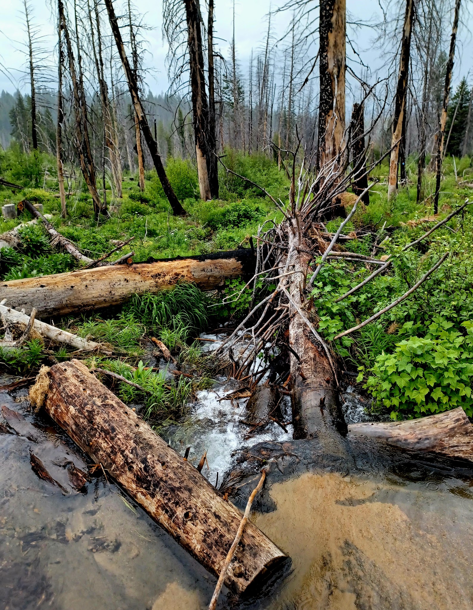 Whoop Um Up Campground (Equestrian)