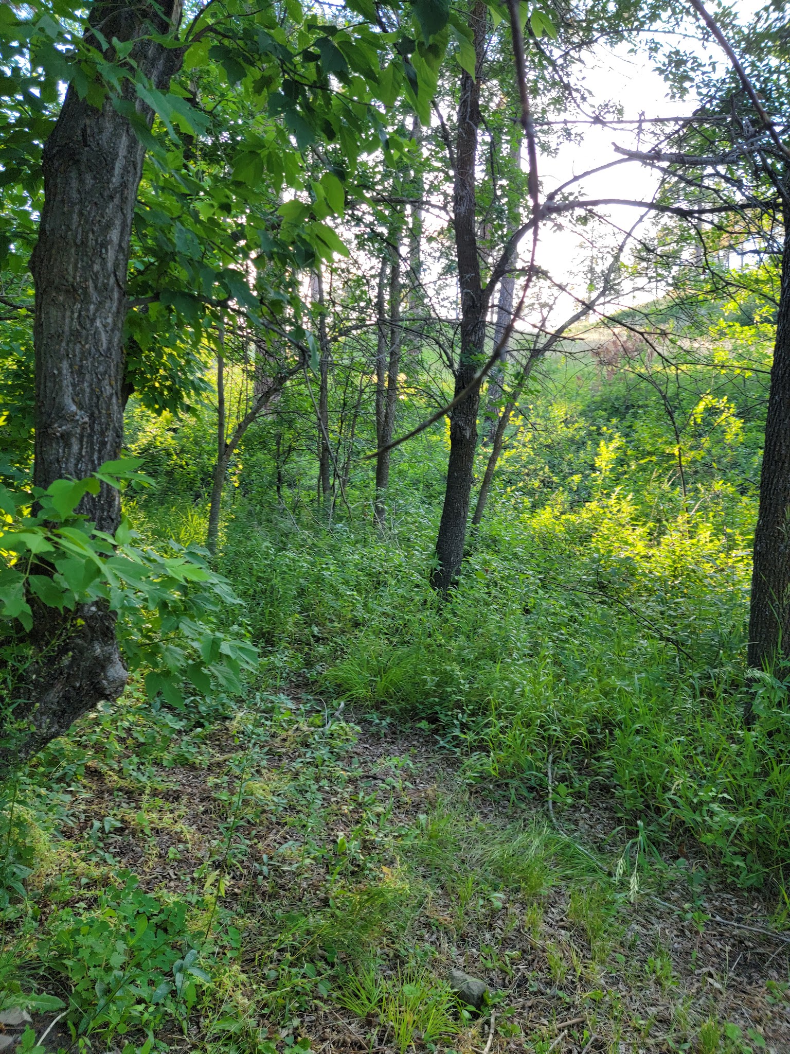 Wickham Gulch Campground