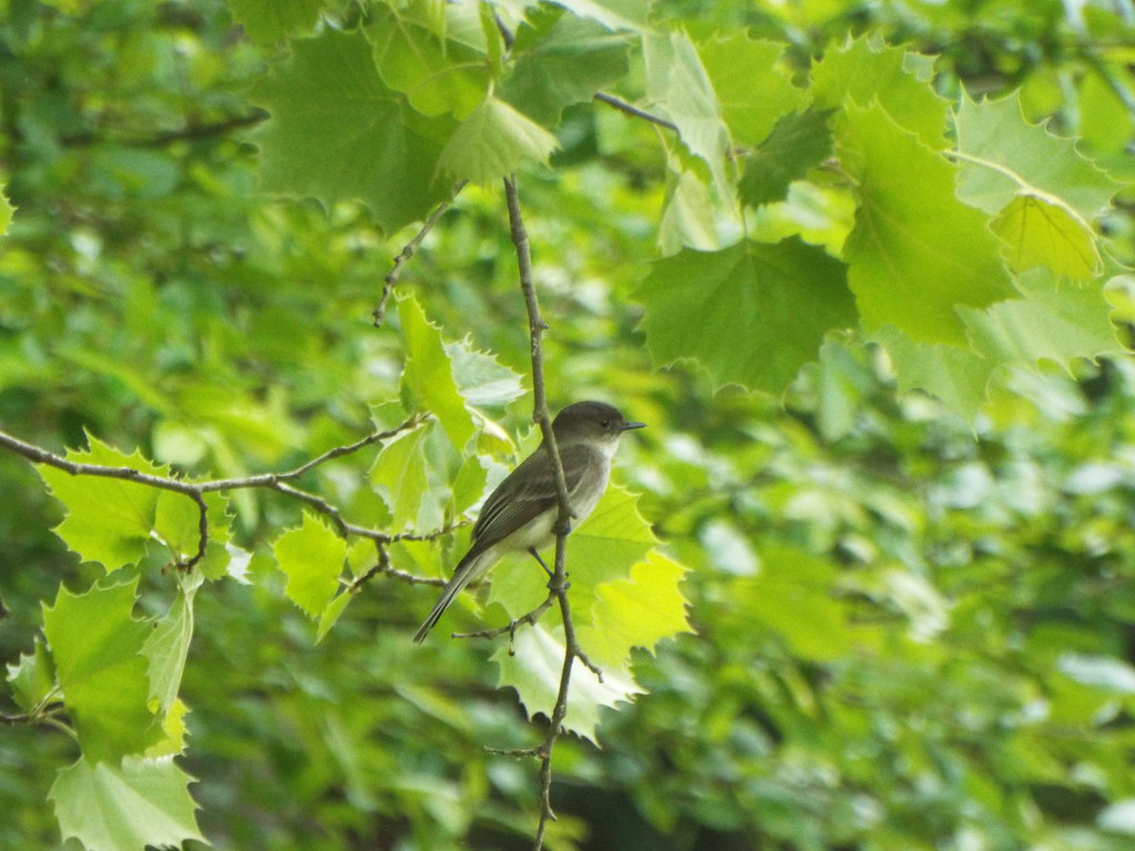 White Oak Lake State Park