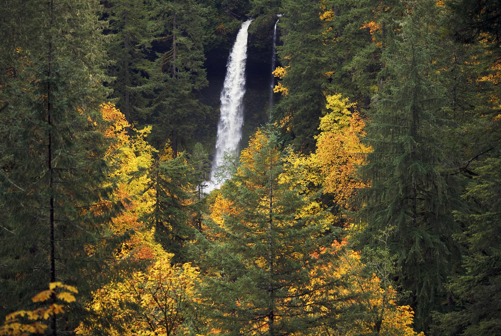State Forest Campground
