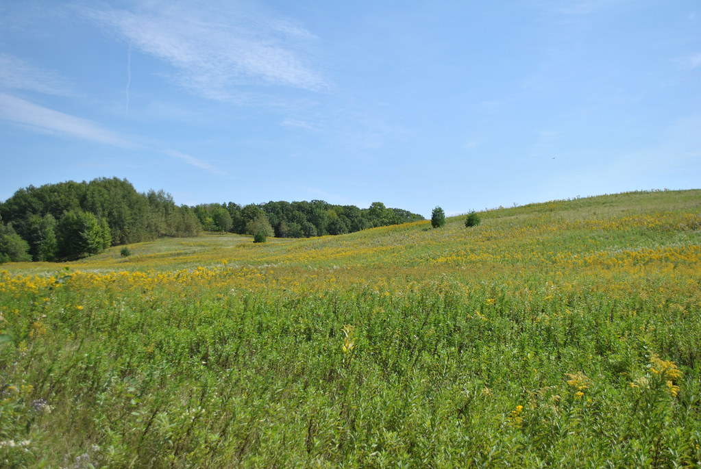 Wikimedia Commons