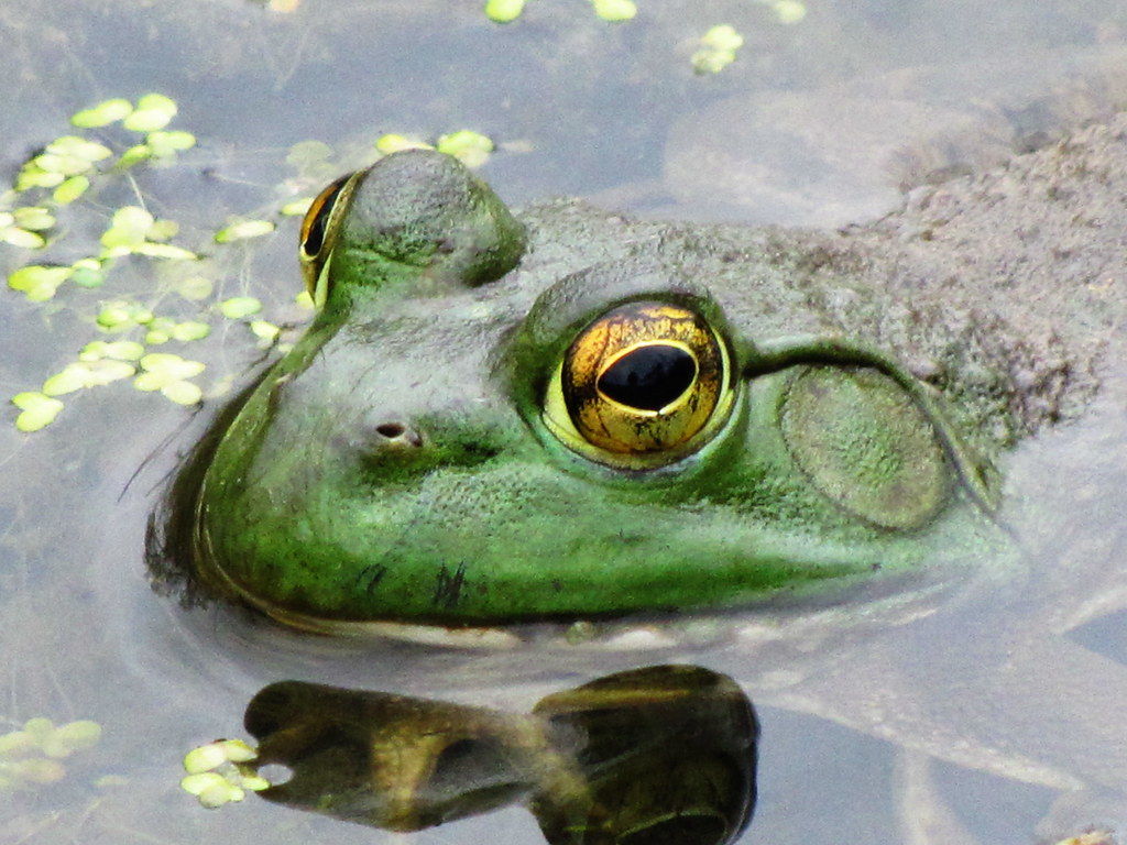Wikimedia Commons