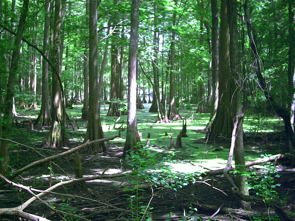 Chicot Campground