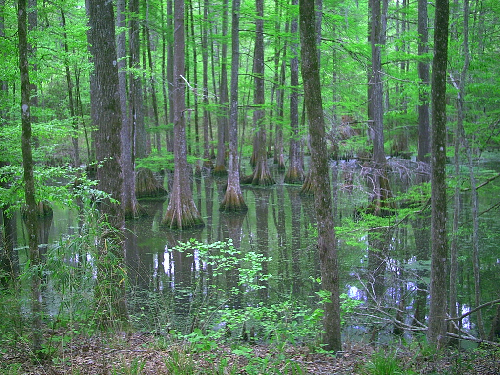 Chicot Campground