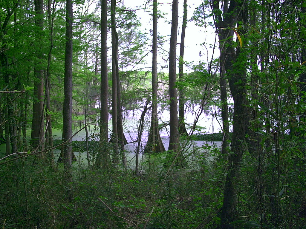 Chicot Campground
