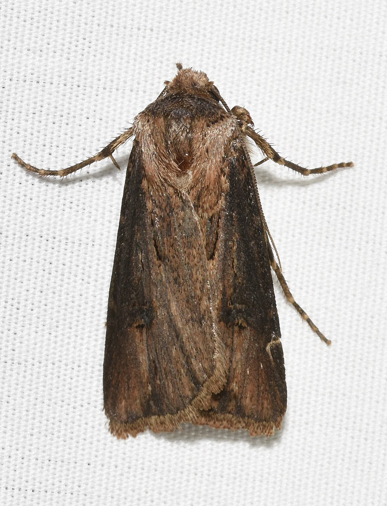 Wikimedia Commons