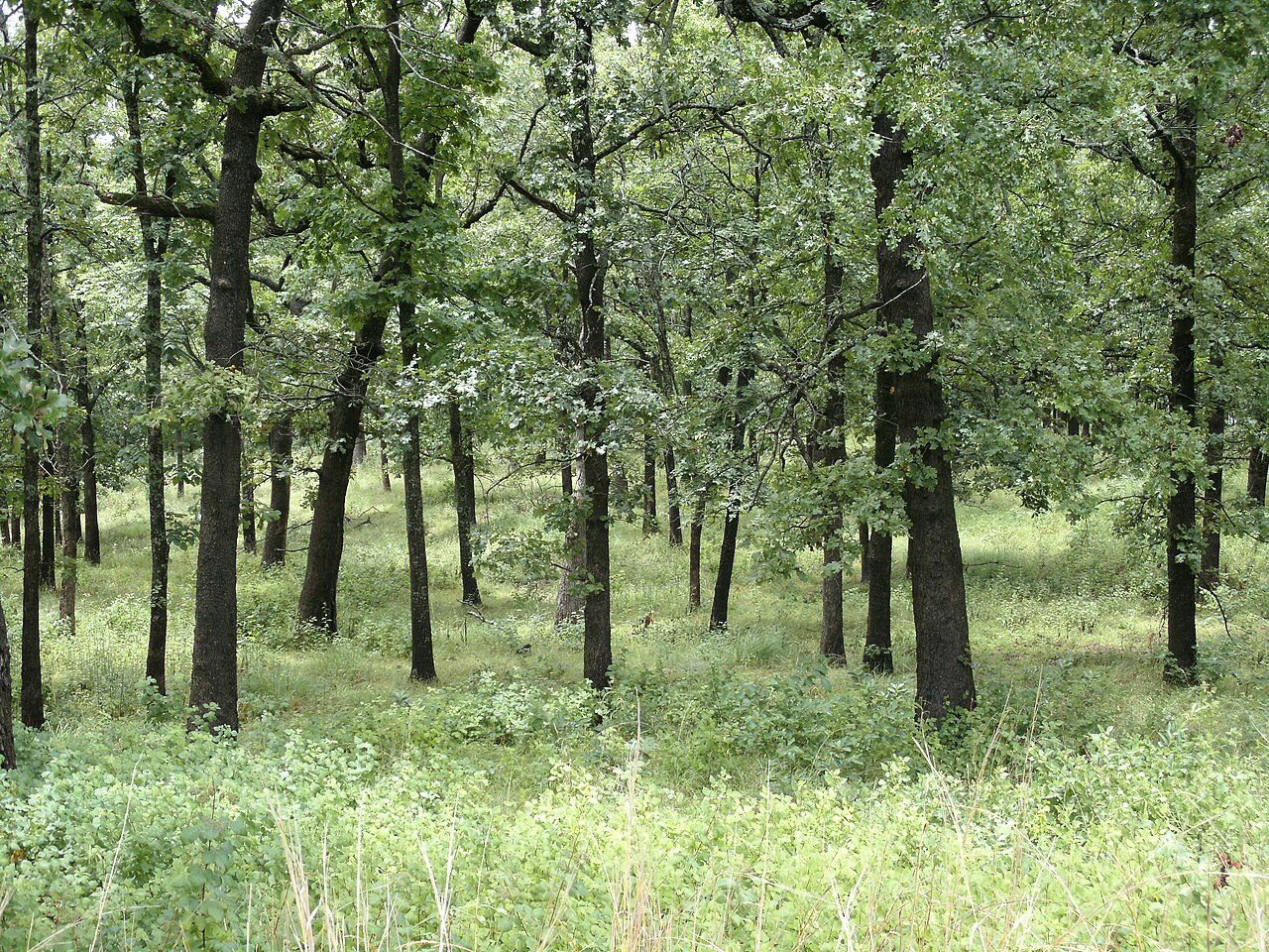 Pittsburg Campground (Loop 300)