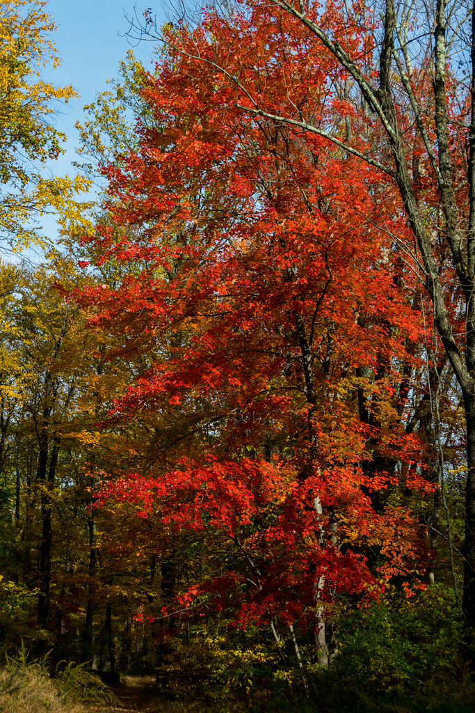 Voorhees Campground