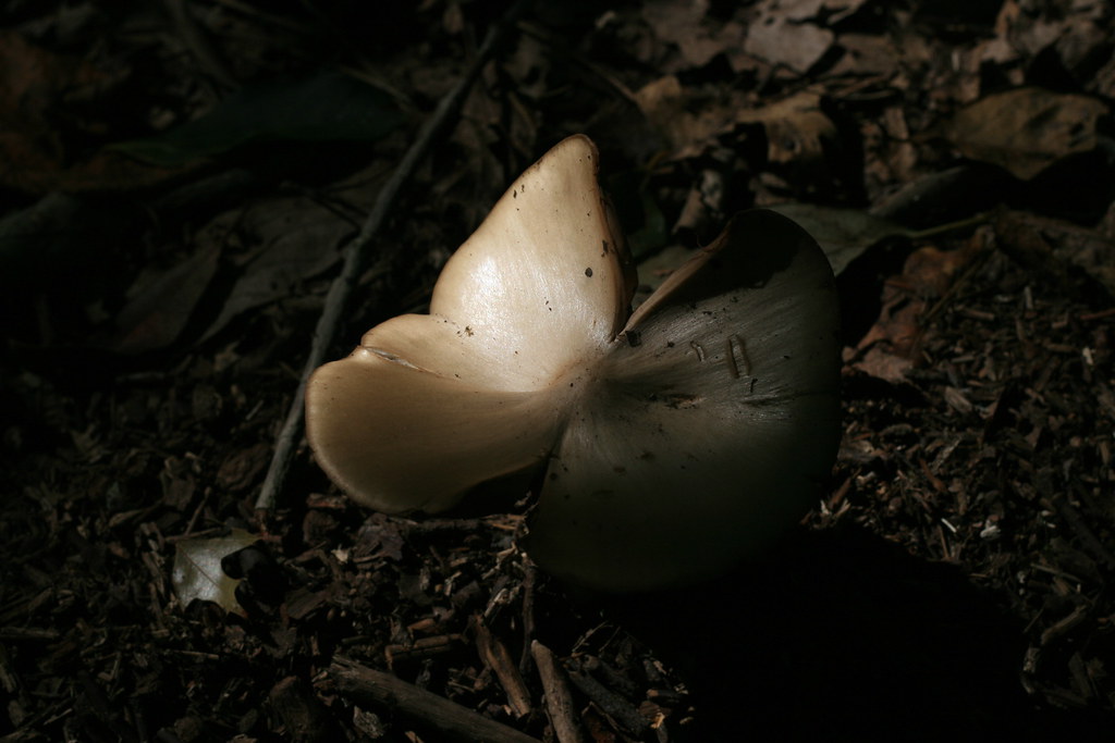 Wikimedia Commons