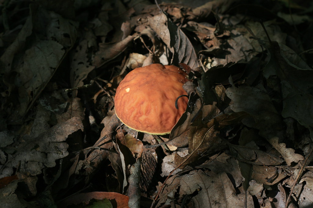 Wikimedia Commons