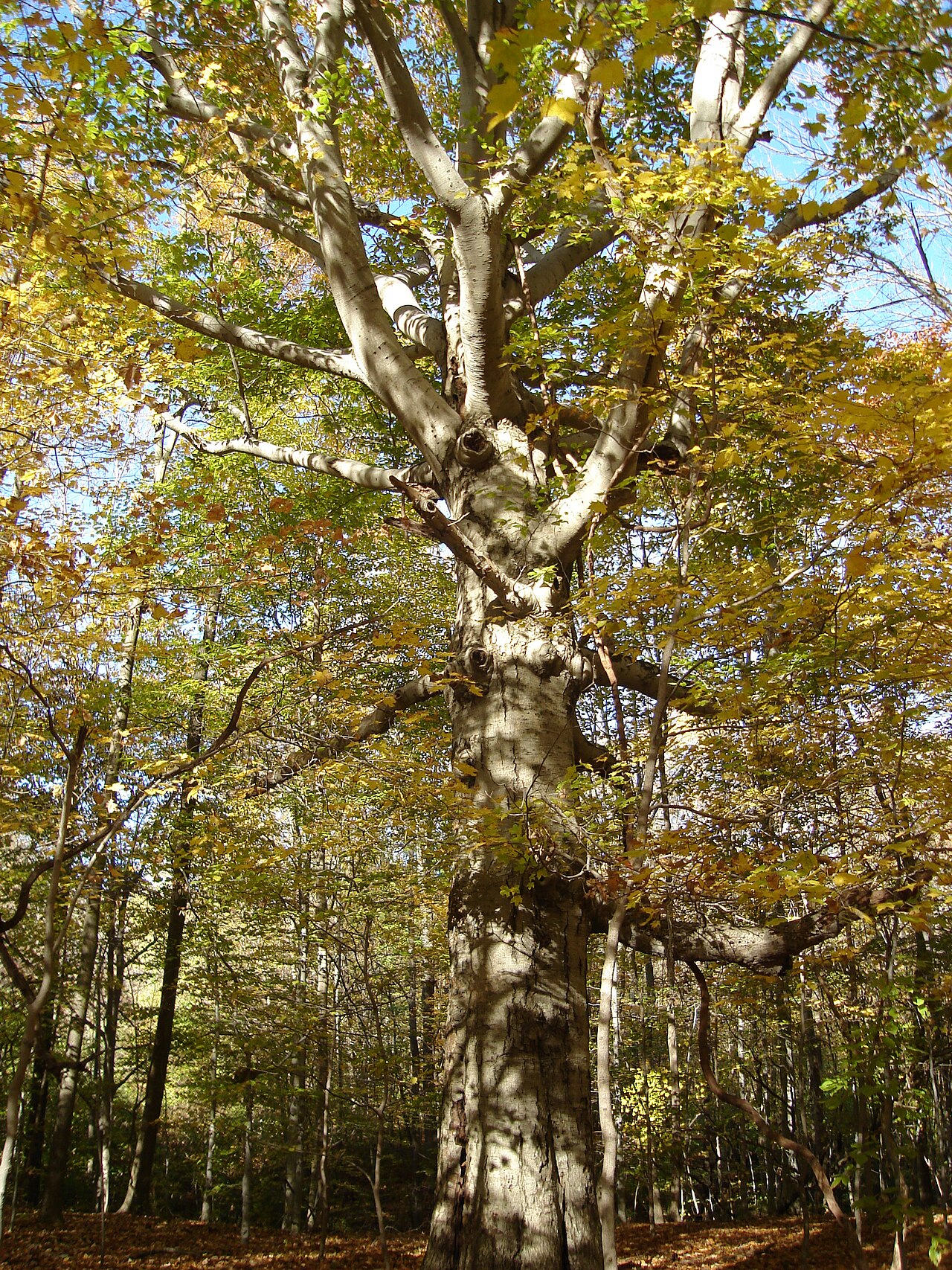 Hueston Woods Camp Loops A And B