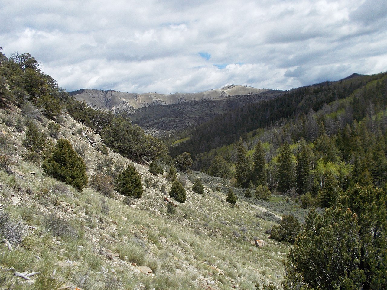 Wikimedia Commons