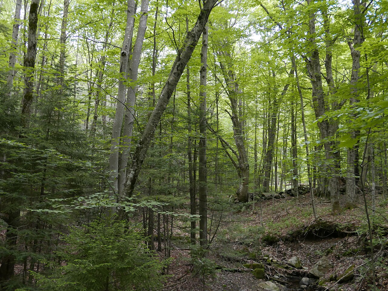 Molly Stark State Park