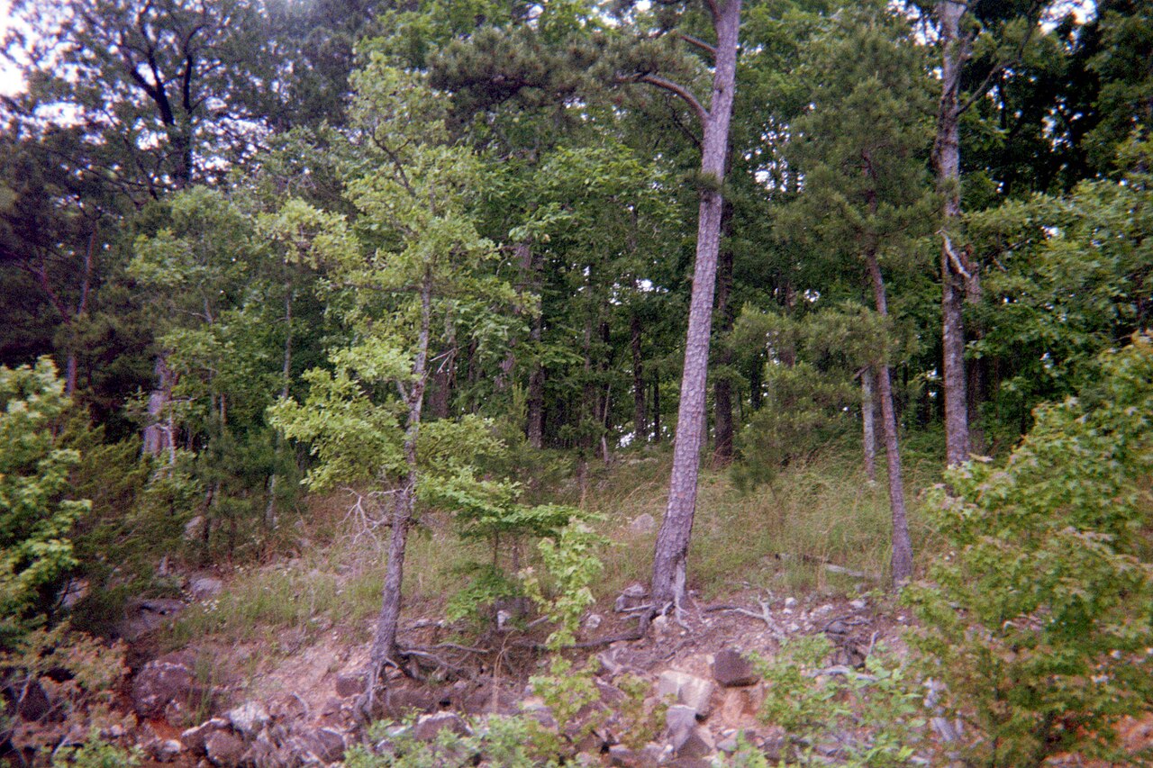 Wikimedia Commons