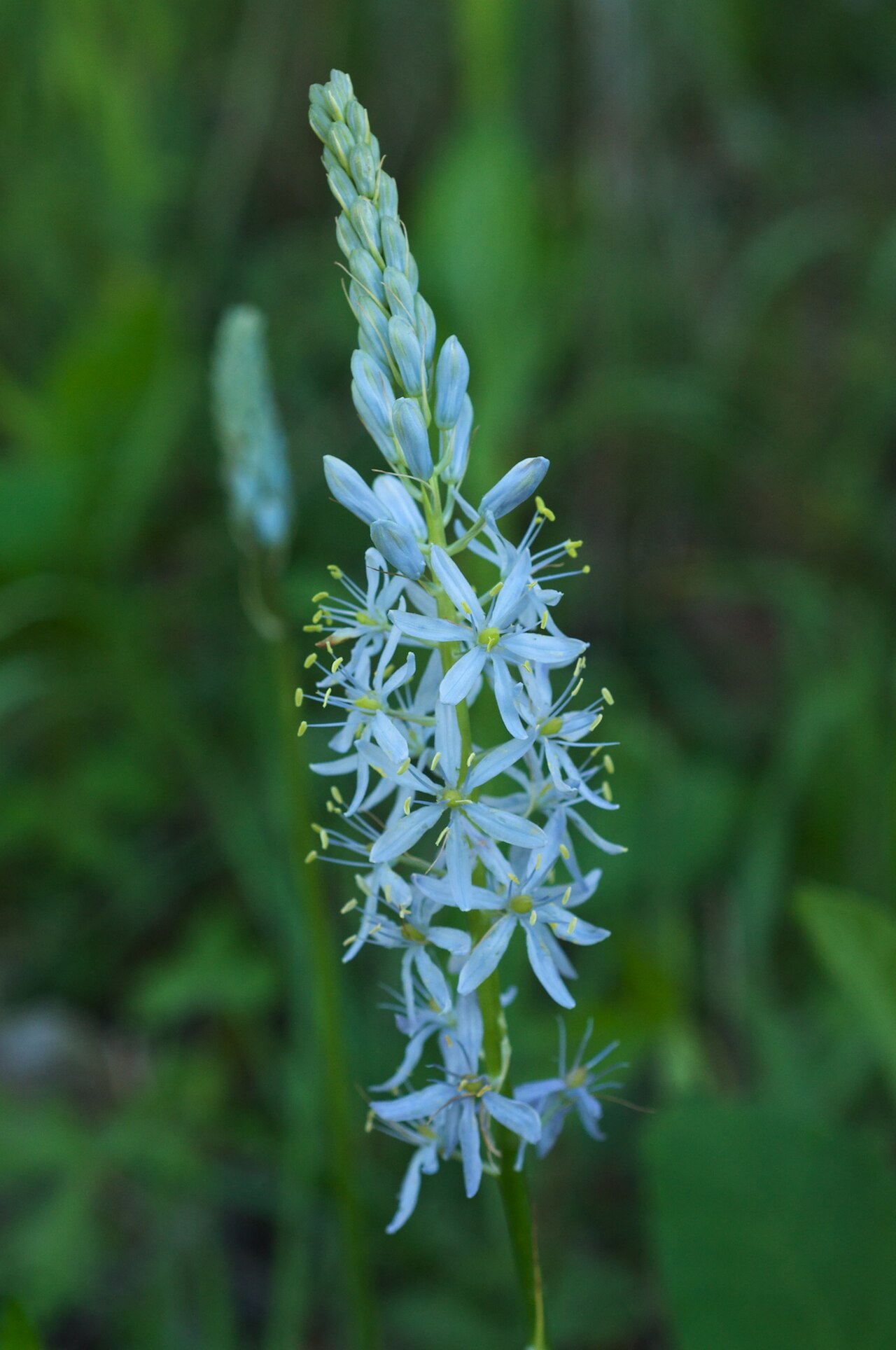 Hobbs State Park Conservation Area