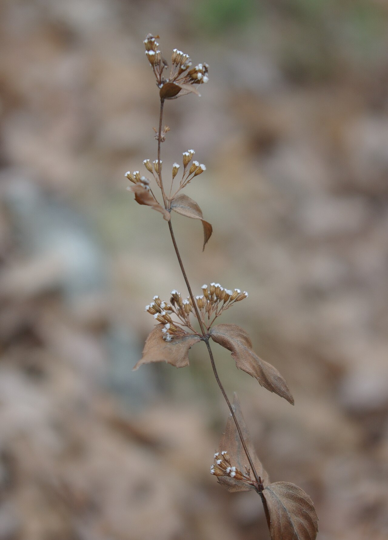 Hobbs State Park Conservation Area