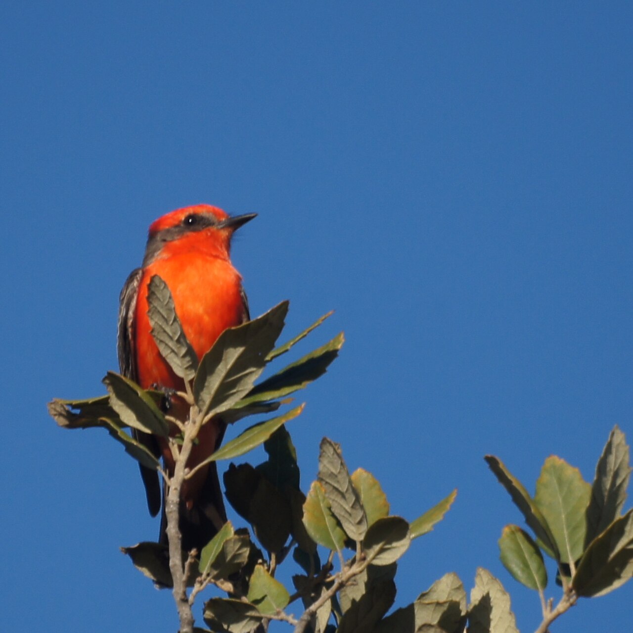 Prado Regional Park