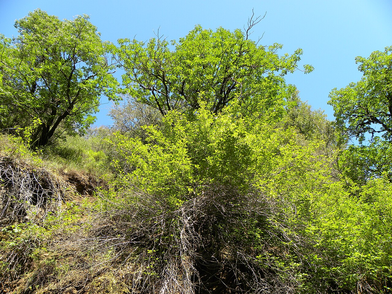 Uvas Canyon