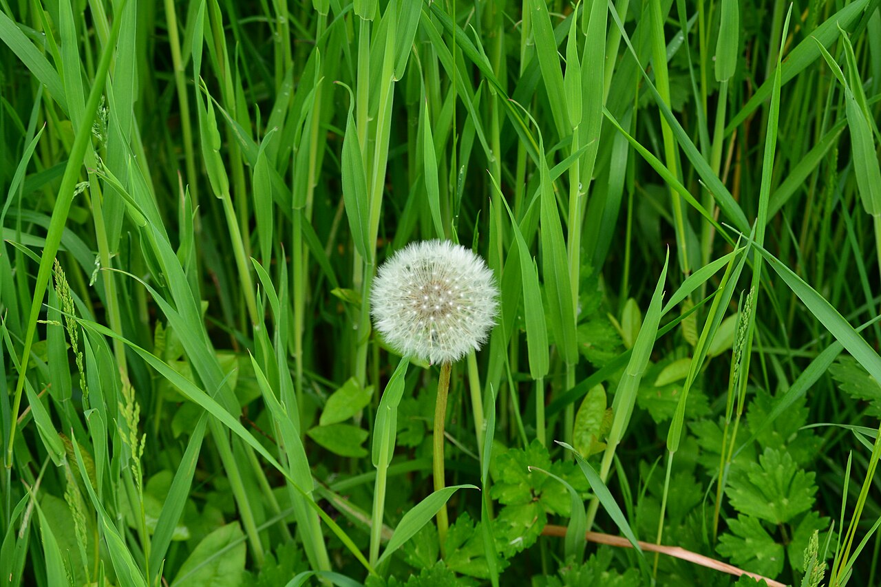 River Meadows Park