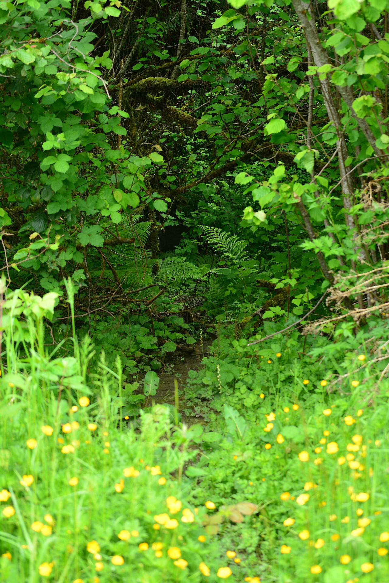 River Meadows Park