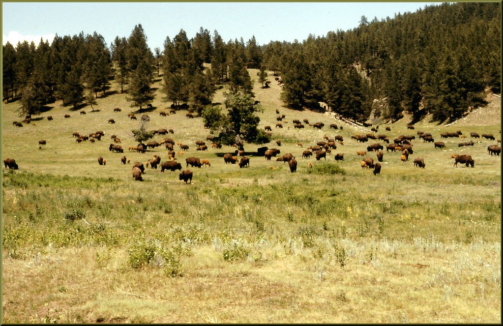 Custer Campground