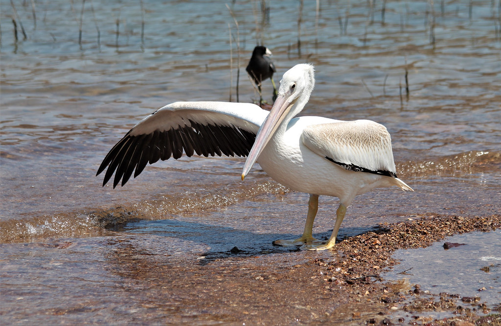 Pelican Lake Recreation Area Campground