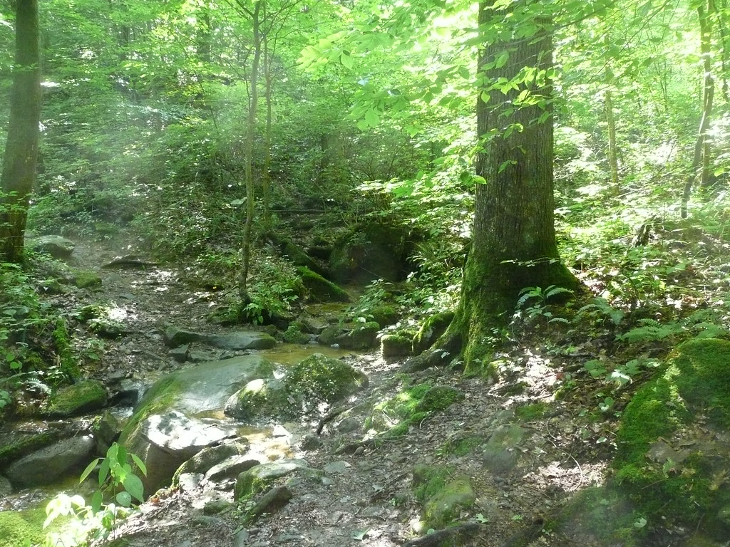 Kanawha State Forest Campground Entrance Campground