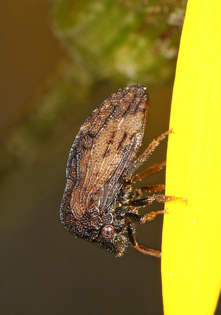 Wikimedia Commons
