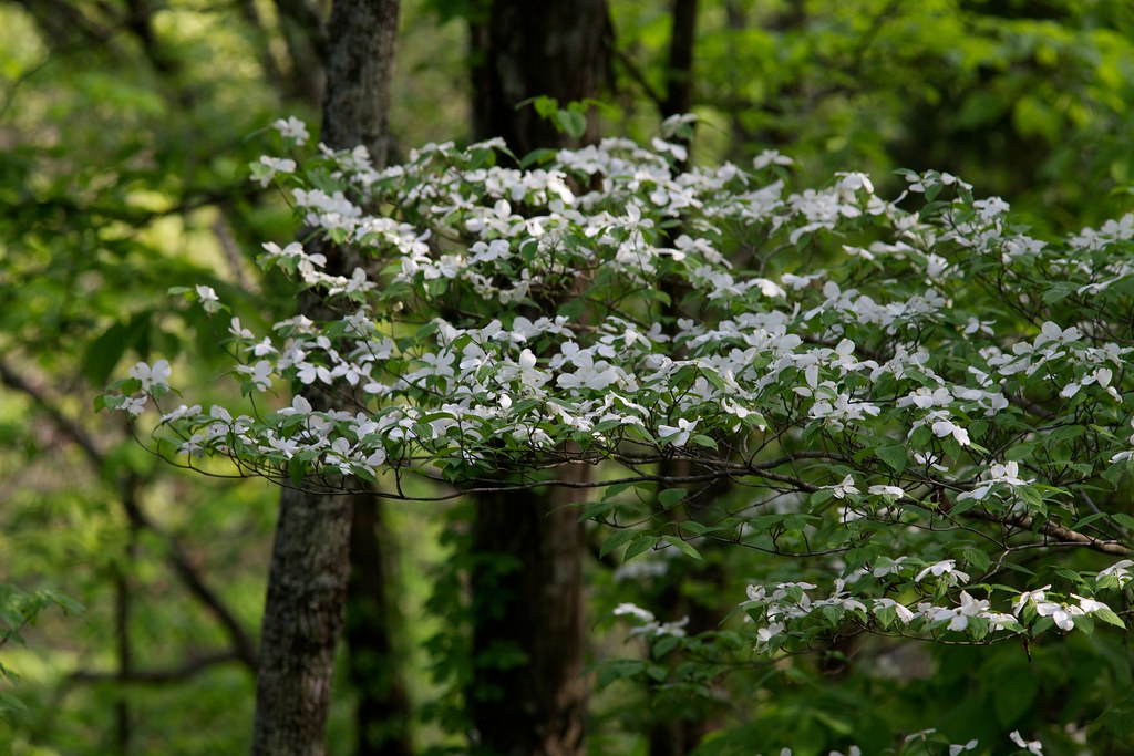 Beech Fork Campground
