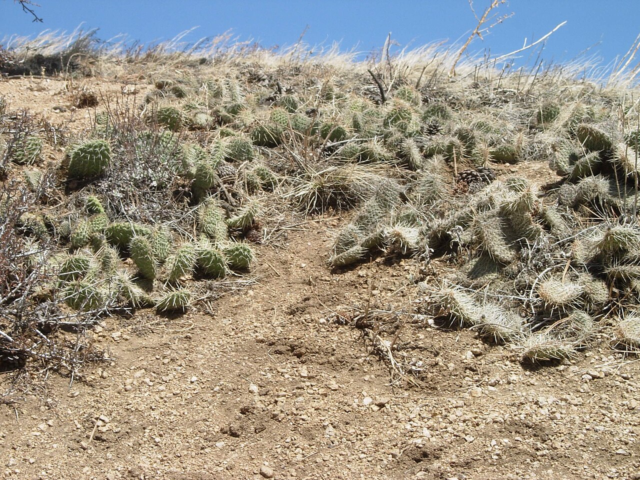 Wikimedia Commons