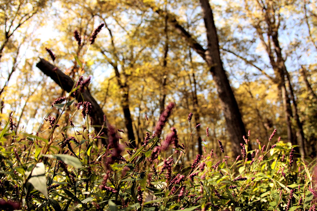Walnut Woods State Park