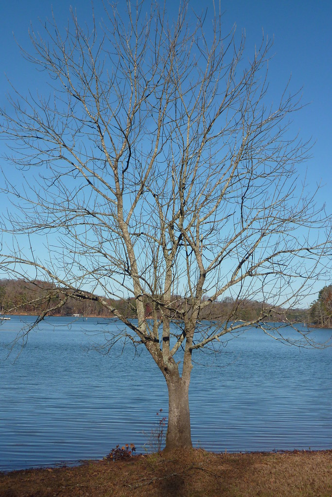 Wikimedia Commons