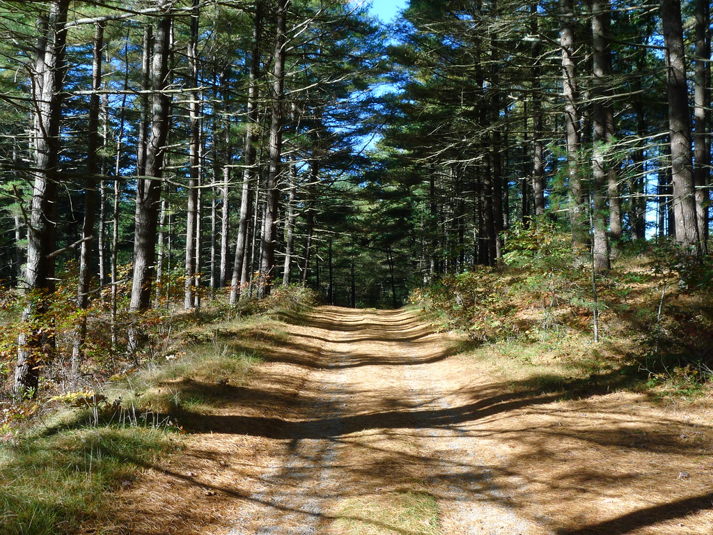 Myles Standish State Forest