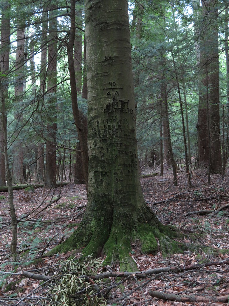 Wikimedia Commons