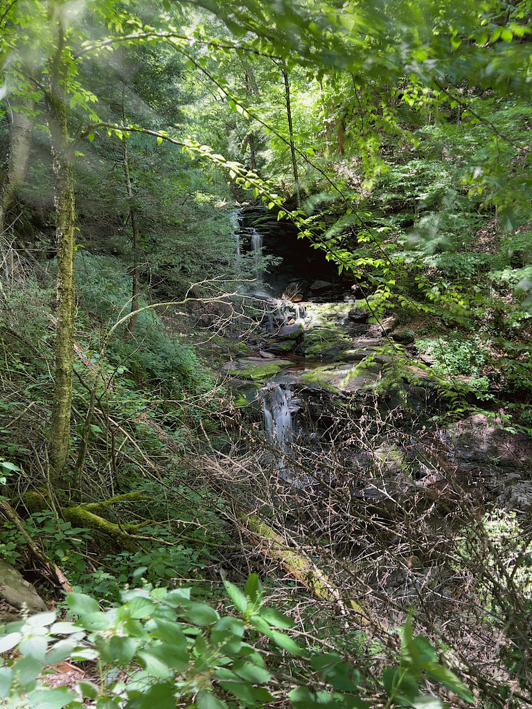 Tuscarora State Forest