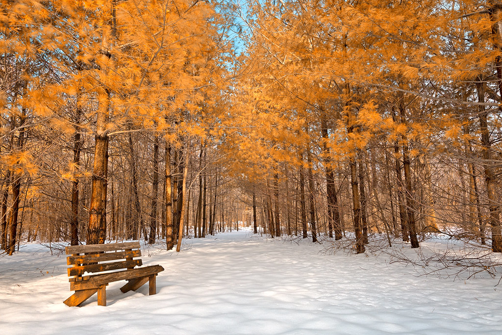 White Pines Forest Campground