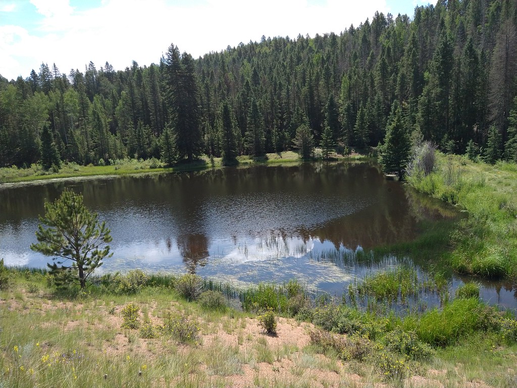 Wikimedia Commons