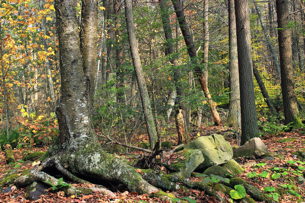 Wikimedia Commons