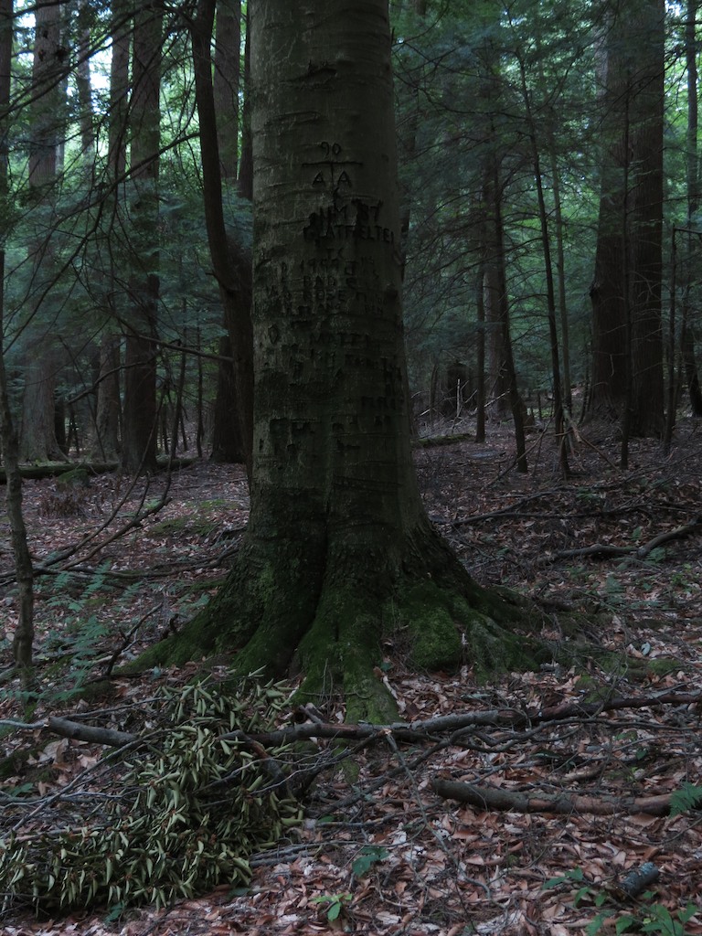 Wikimedia Commons