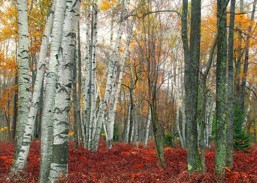 Moshannon State Forest