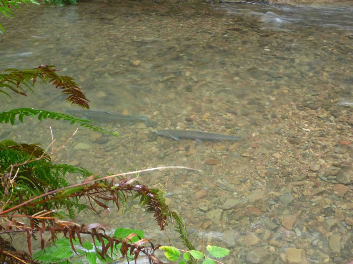 Baker Creek Campground
