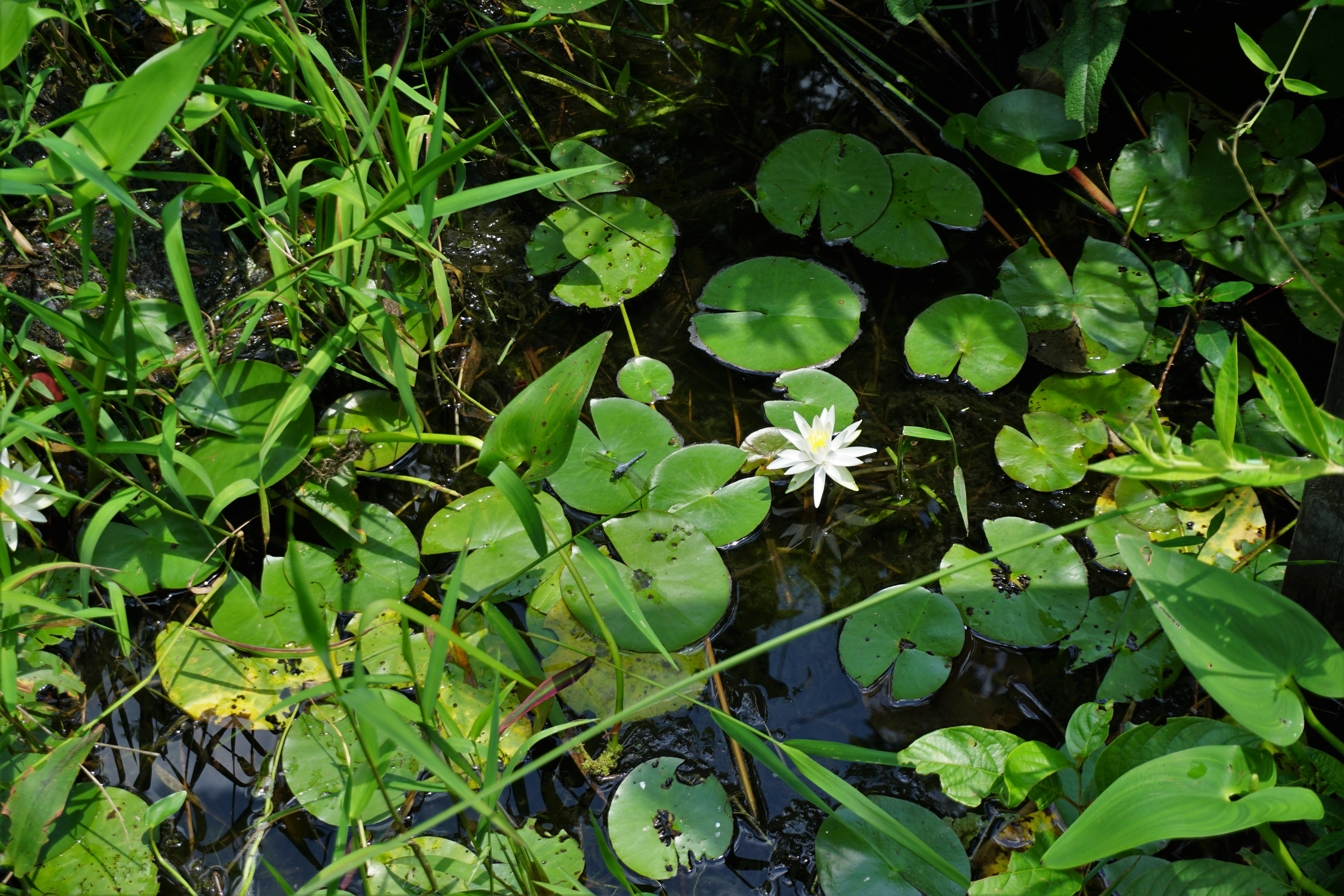 Wikimedia Commons