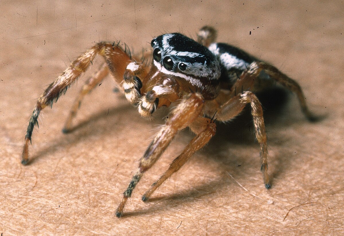 Bog Springs Campground