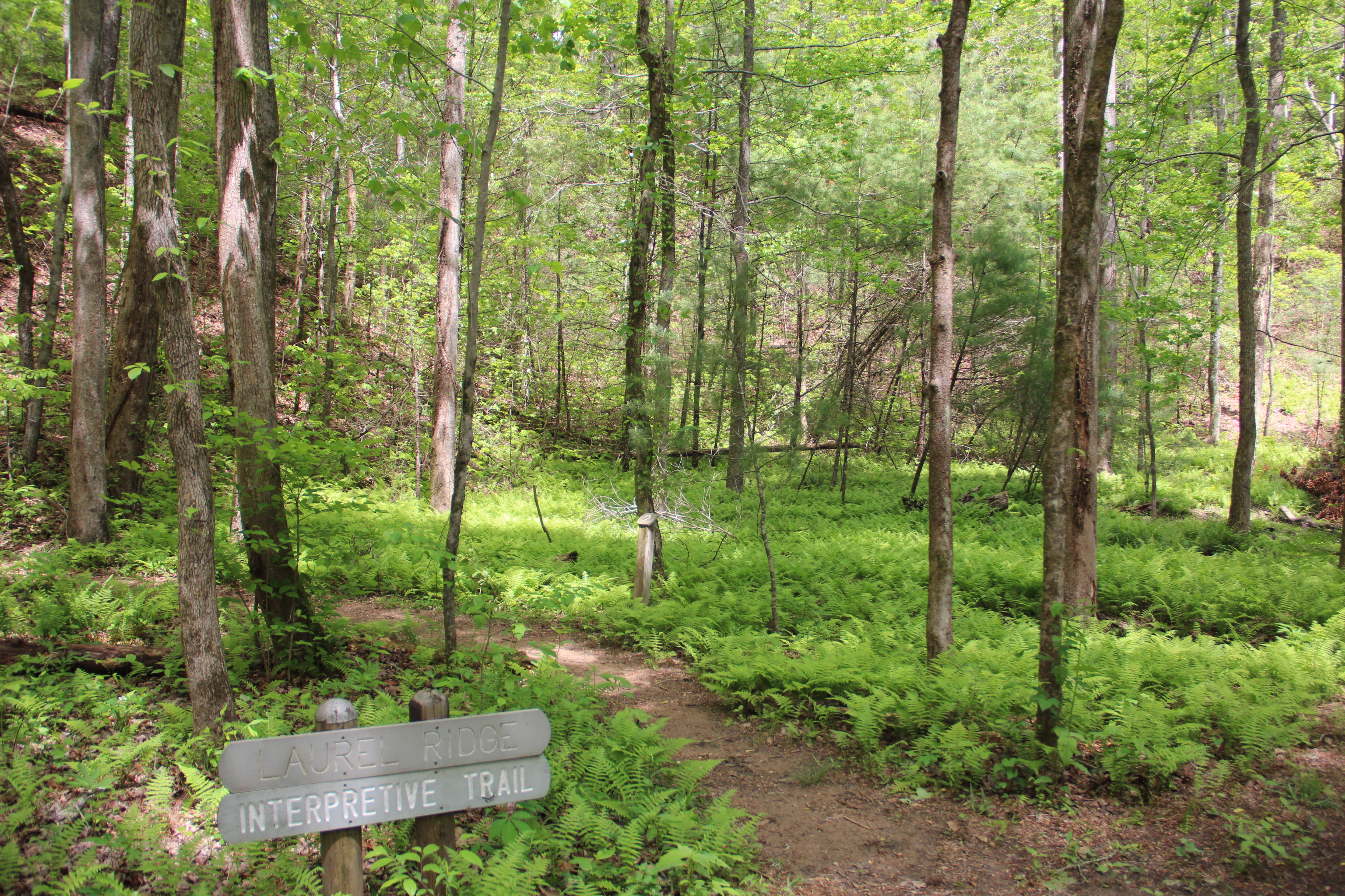 Smithgall Woods