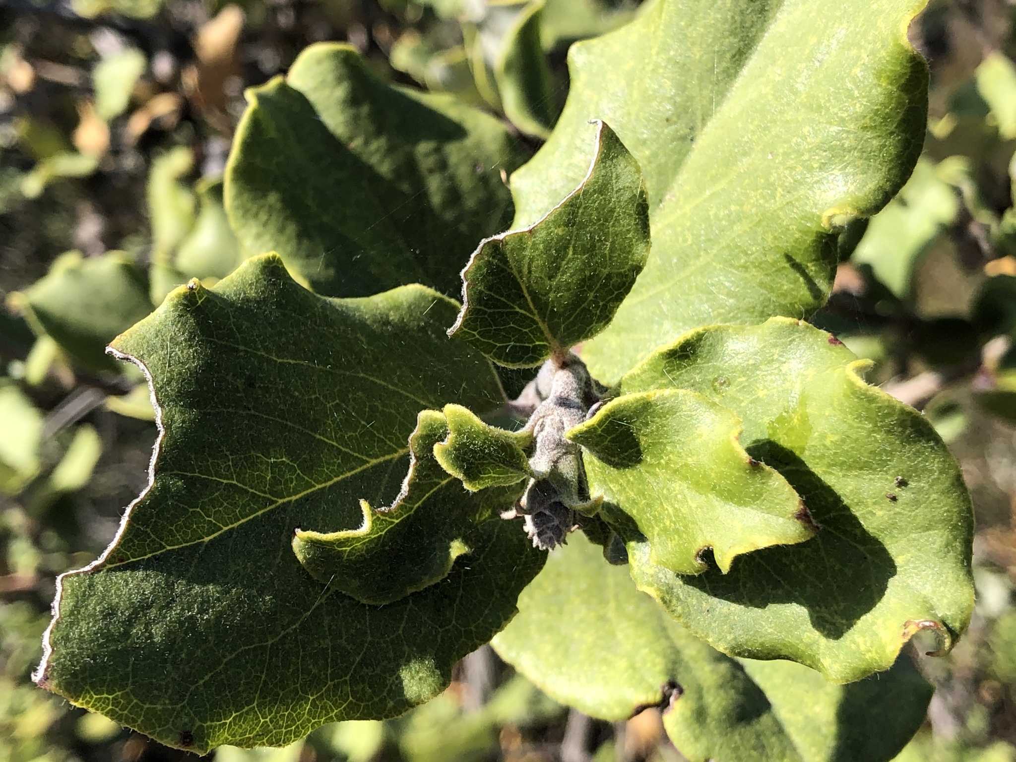 Las Trampas Regional Wilderness