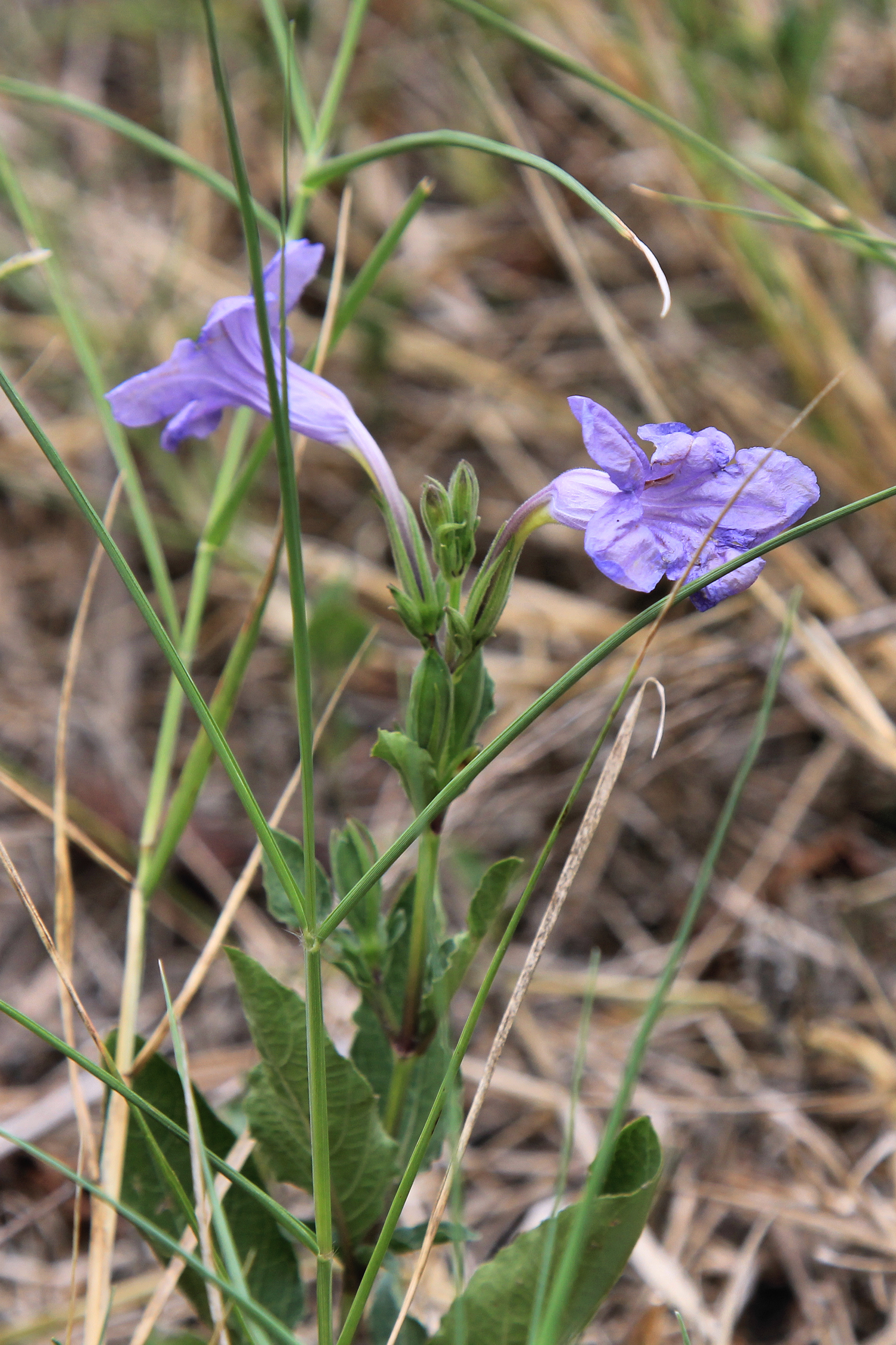 Mckinney Falls State Park