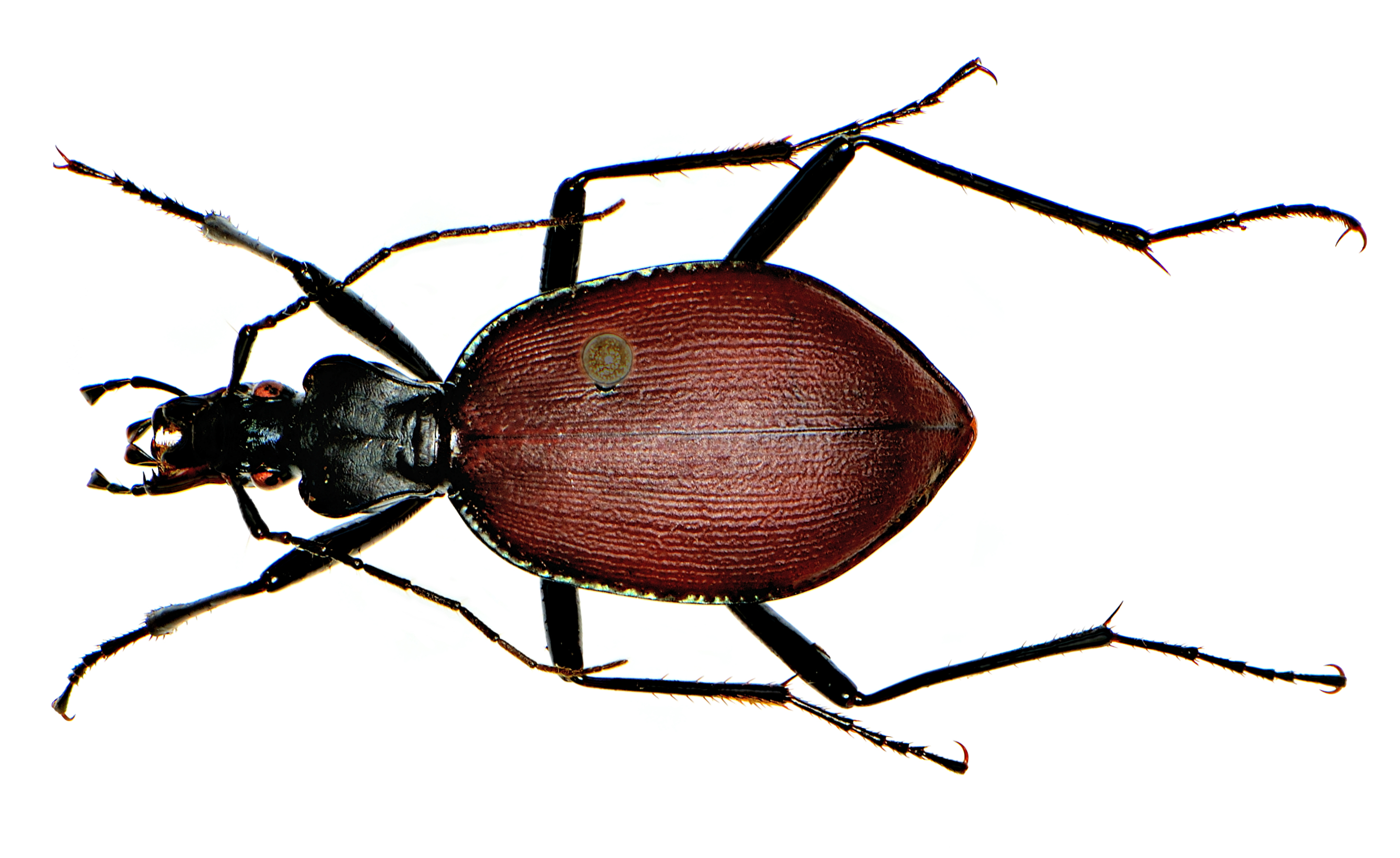 Wikimedia Commons