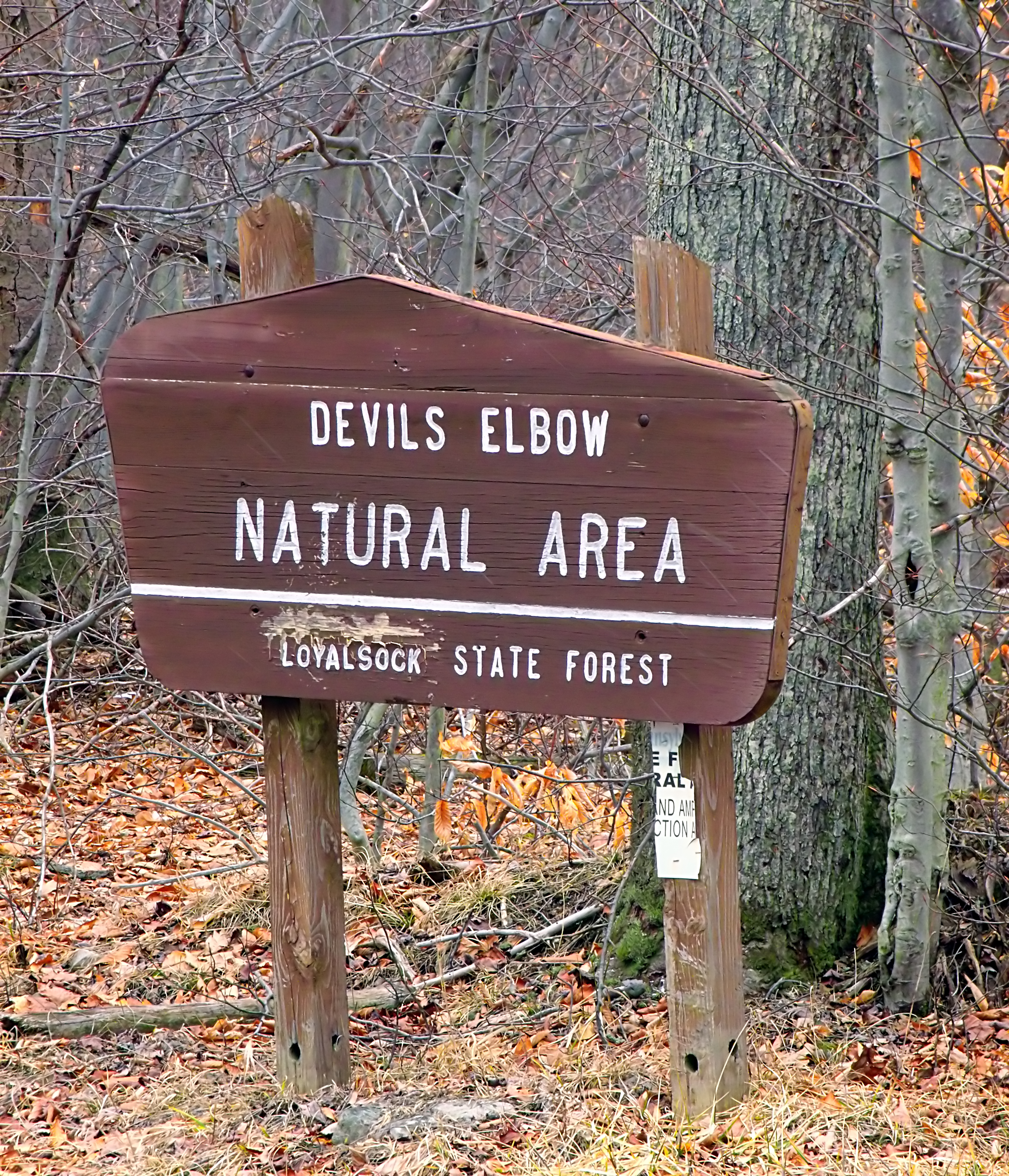 Loyalsock State Forest