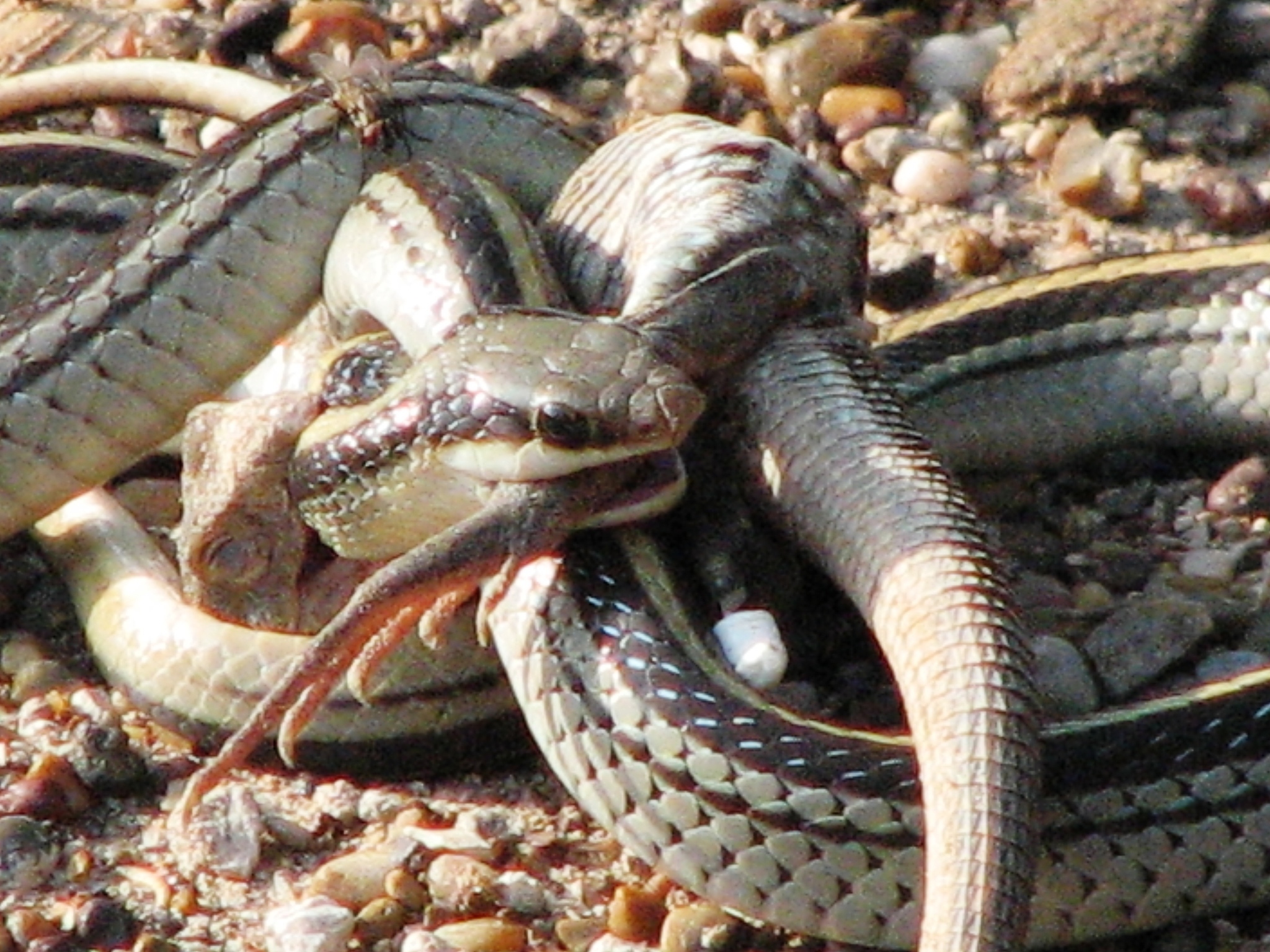 Estero Llano Grande State Park